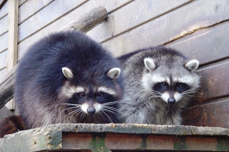 Tierpark Limbach Oberfrohna © Jacqueline Meurer