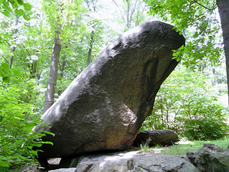 Frosch © K. Mildner