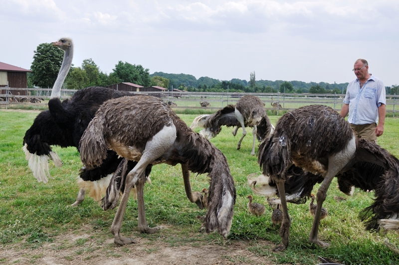Straussenfarm Joite © Rene Doehler