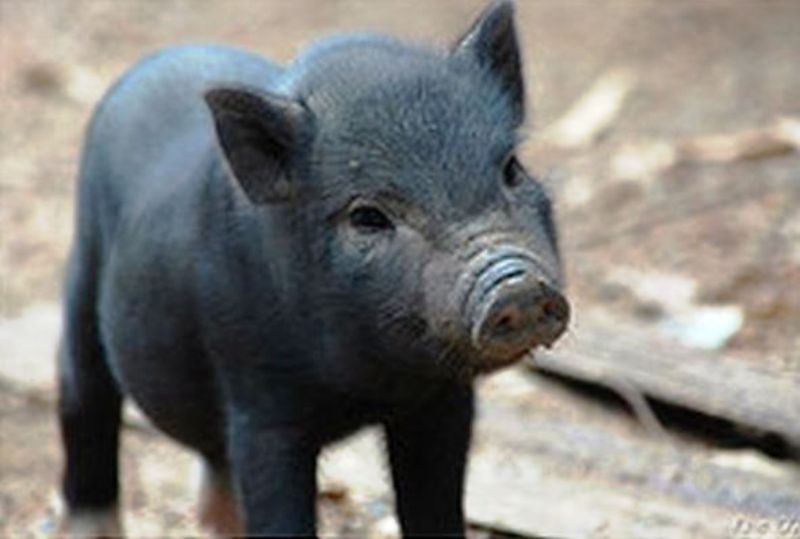 Tiergehege Jacobsthal (Foto Verein Gohrischheide Jacobsthal Bahnhof e.V.)